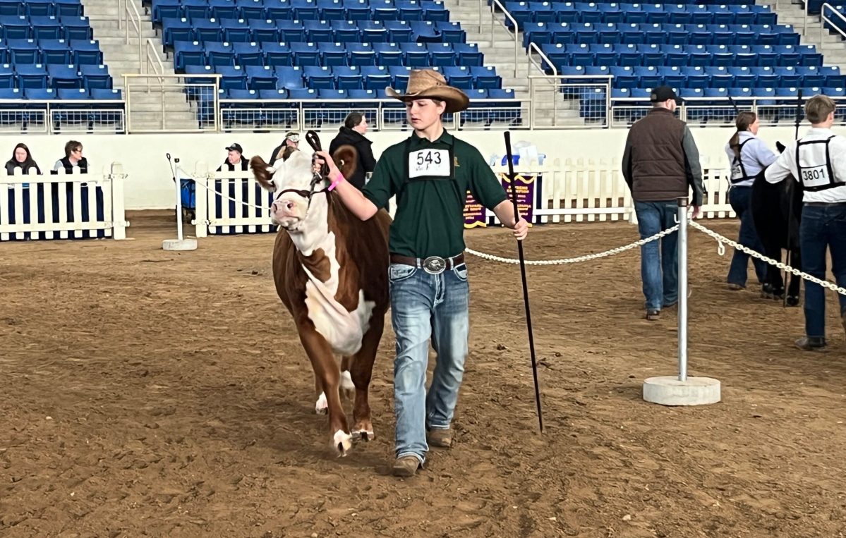 Local Milton Hershey student wins cow and sheep ribbons at PA Farm Show